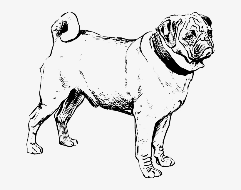 Outline, Dog, Line, Art, Animal, Biology, Mammal - Mamiferos Blanco Y Negro, transparent png download