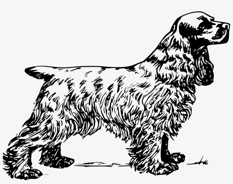 English Cocker Spaniel American Cocker Spaniel Dog - Cocker Spaniel Clip Art, transparent png download