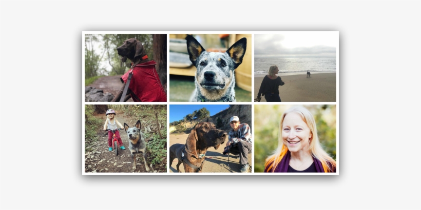 We Discuss Making The Leap From Contemplating Dog Ownership - Collage, transparent png download