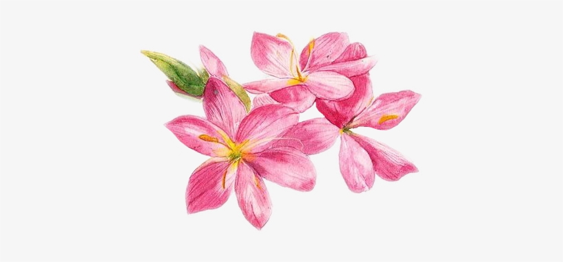 Report Abuse - Orquídeas Pintada Rosa, transparent png download