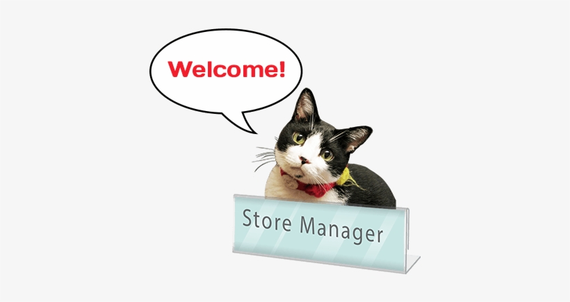 After Visiting The Shrine, Why Not Take A Break All - Domestic Short-haired Cat, transparent png download