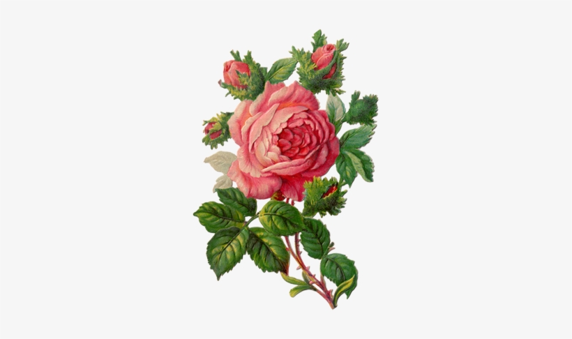 Vintage Picture Royalty Free Library - Vintage Rose Clip Art, transparent png download
