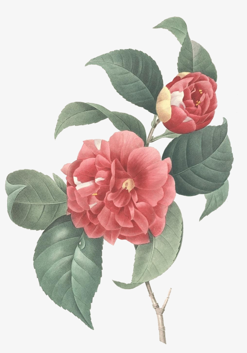 Download At - Camellia Illustration, transparent png download