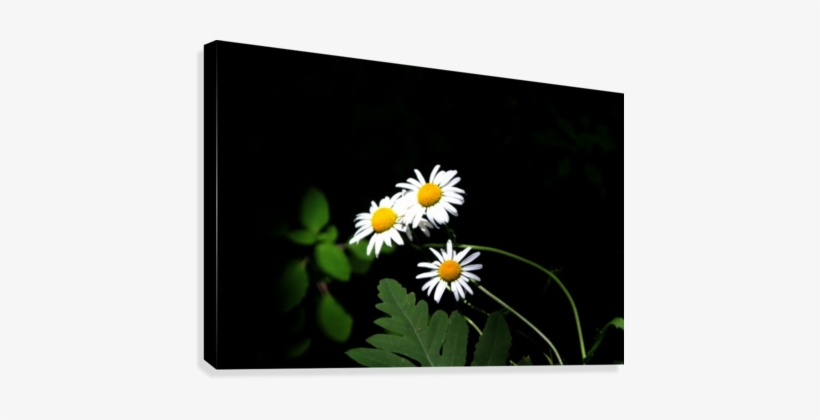 Highlight Daisies Canvas Print - Photograph, transparent png download