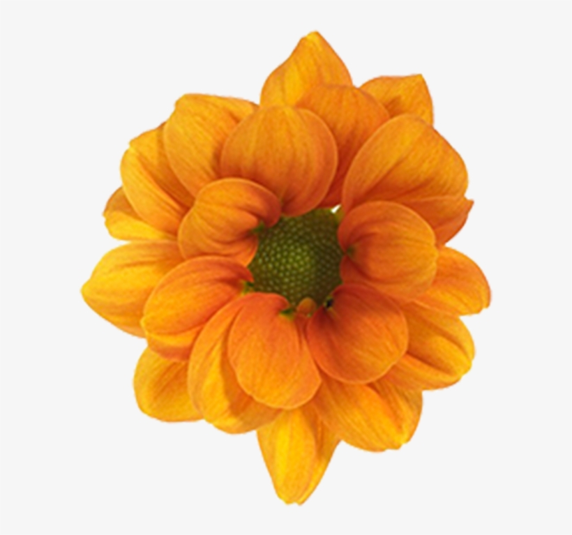 Daisy Orange Managua Daisy Orange Managua - Black-eyed Susan, transparent png download