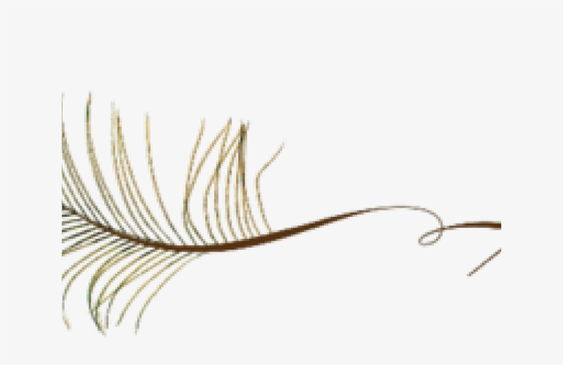Peacock Feather Png Transparent Images - Find Differences 150 Levels, transparent png download