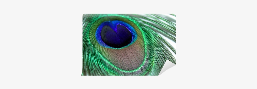 Indian Peafowl, transparent png download