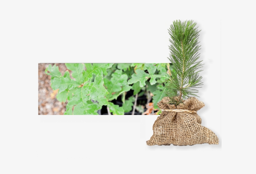 Annual Sales Begin In September And Continue While - North Texas Tree Sapling, transparent png download