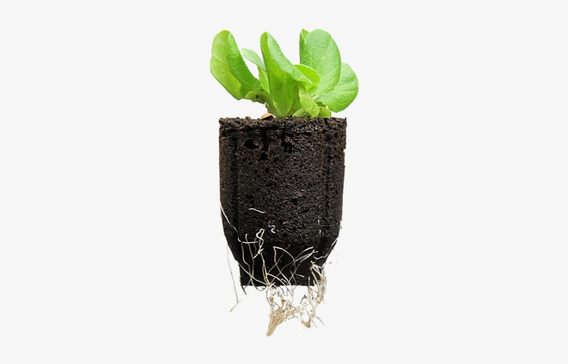 Houseplant, transparent png download