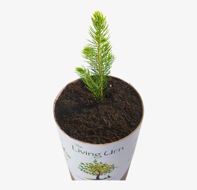Biodegradable - - Urn, transparent png download