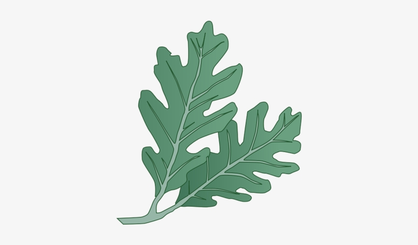 Ian Symbol Quercus Alba Leaves - White Oak Leaves, transparent png download