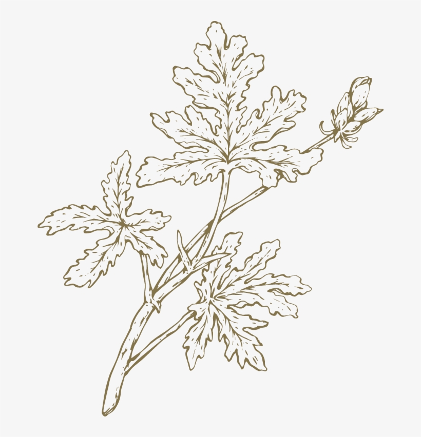 Geraniums Drawing Oak Leaf - Floral Design, transparent png download