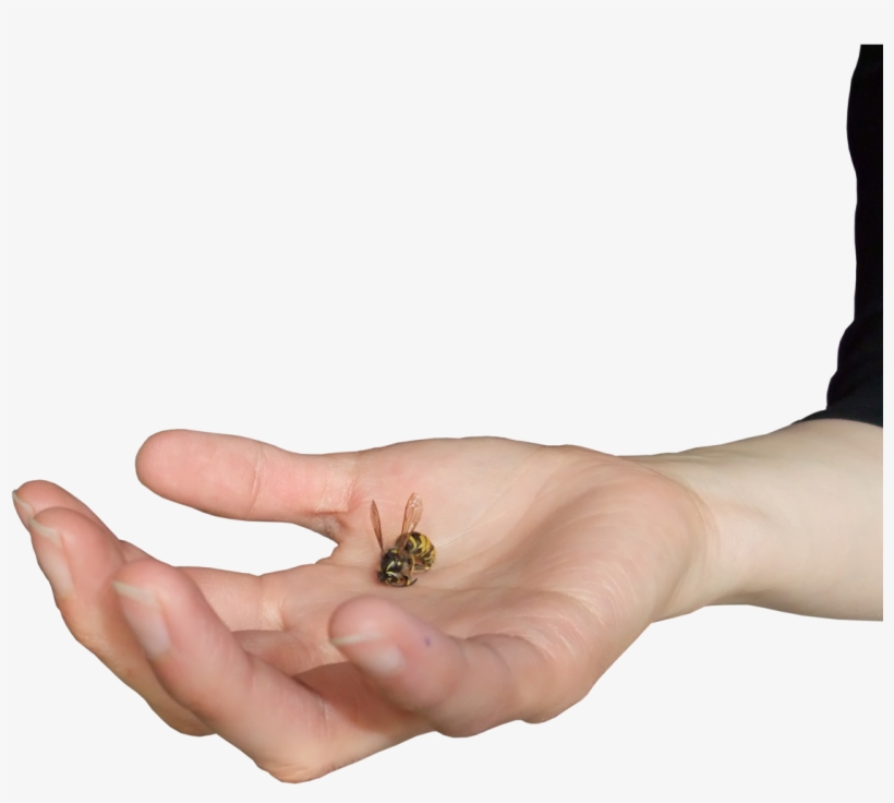 Open Palm Png - Honeybee, transparent png download