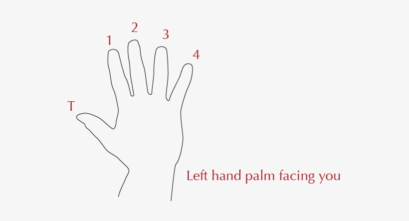 An Illustration Of An Open Hand Facing You, Showing - Hand, transparent png download
