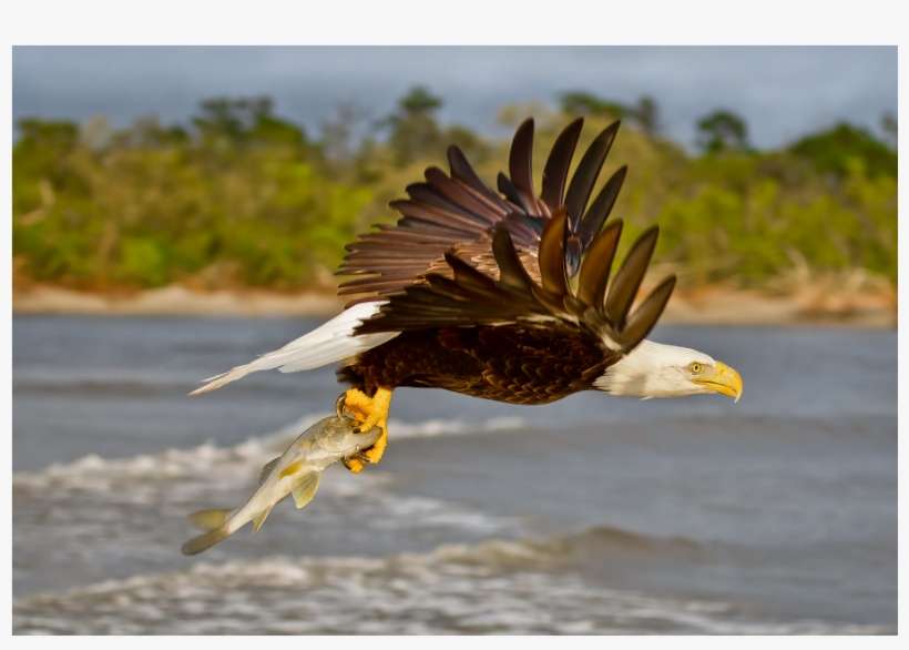 Osprey, transparent png download
