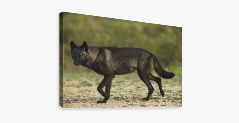 Black Wolf Along The Coast Of Hudson Bay - Poster: Black Wolf, 61x41in., transparent png download