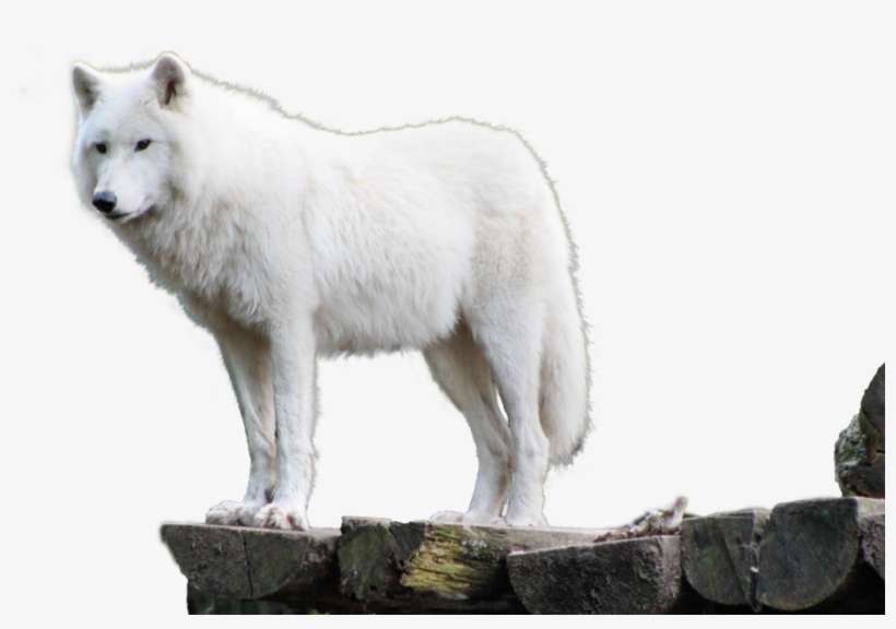 341968659, Png V - White Wolf Hd Png, transparent png download
