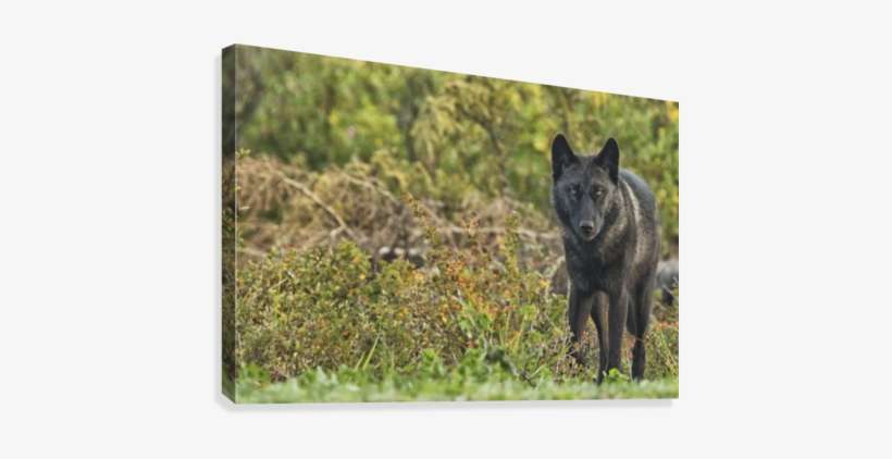 Black Wolf Along The Coast Of Hudson Bay - Black Wolf (canis Lupus) Along The Coast, transparent png download