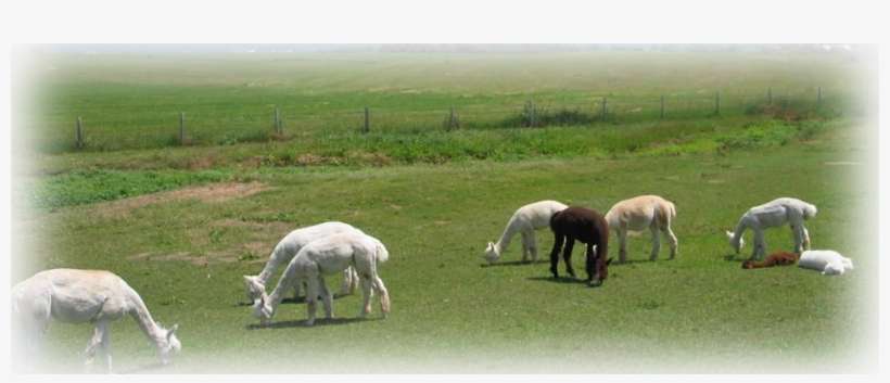 Montana, transparent png download