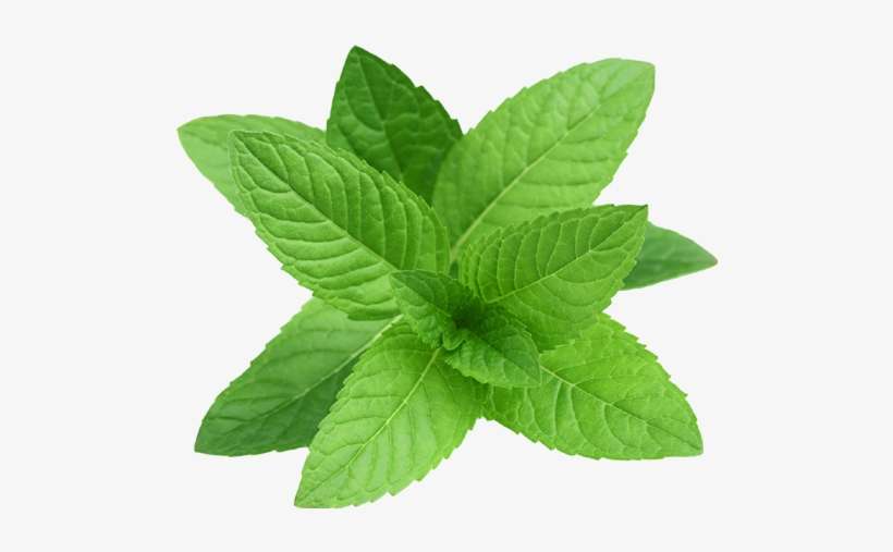 Peppermint - Perennial Herb Mint Seeds, transparent png download