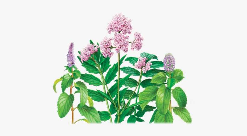 Valerian Peppermint Herbal Supplement - Alvita - Organic Valerian-peppermint Tea - 24 Tea Bags, transparent png download