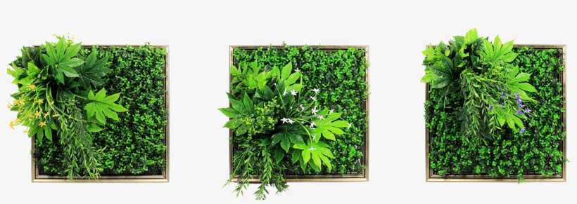 Amazon Jungle - Wild Orchid - Green Wall Paintings Png, transparent png download