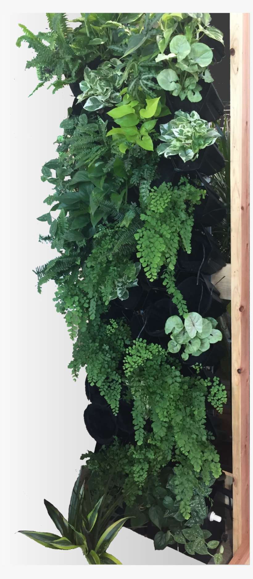40 Pot Green Wall - Automated 2, transparent png download