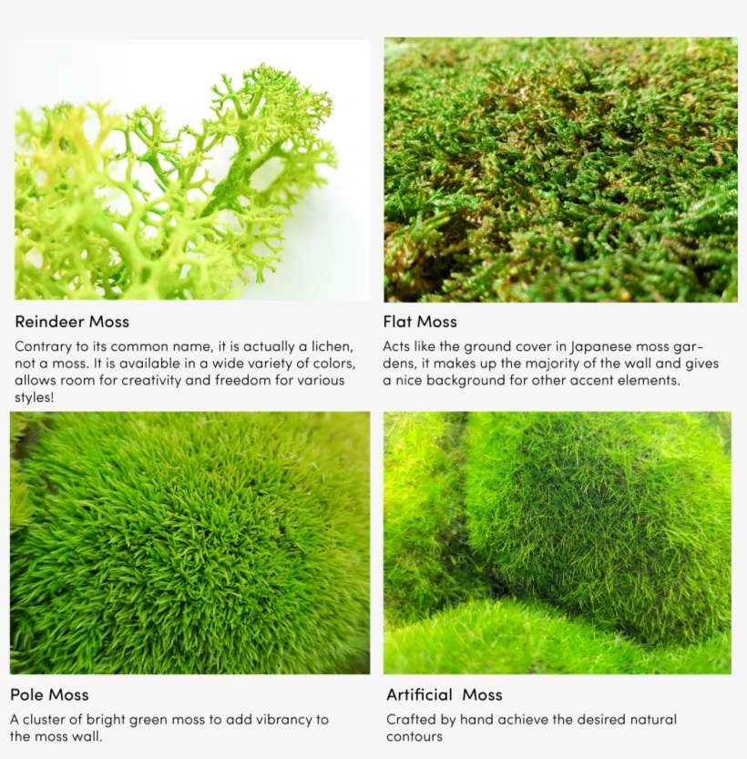 With Our Living Moss, It Requires No Sunlight Or Water - Lawn, transparent png download