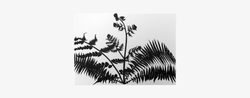 Fern Bush Silhouette Isolated On White Poster • Pixers® - Silhouette, transparent png download