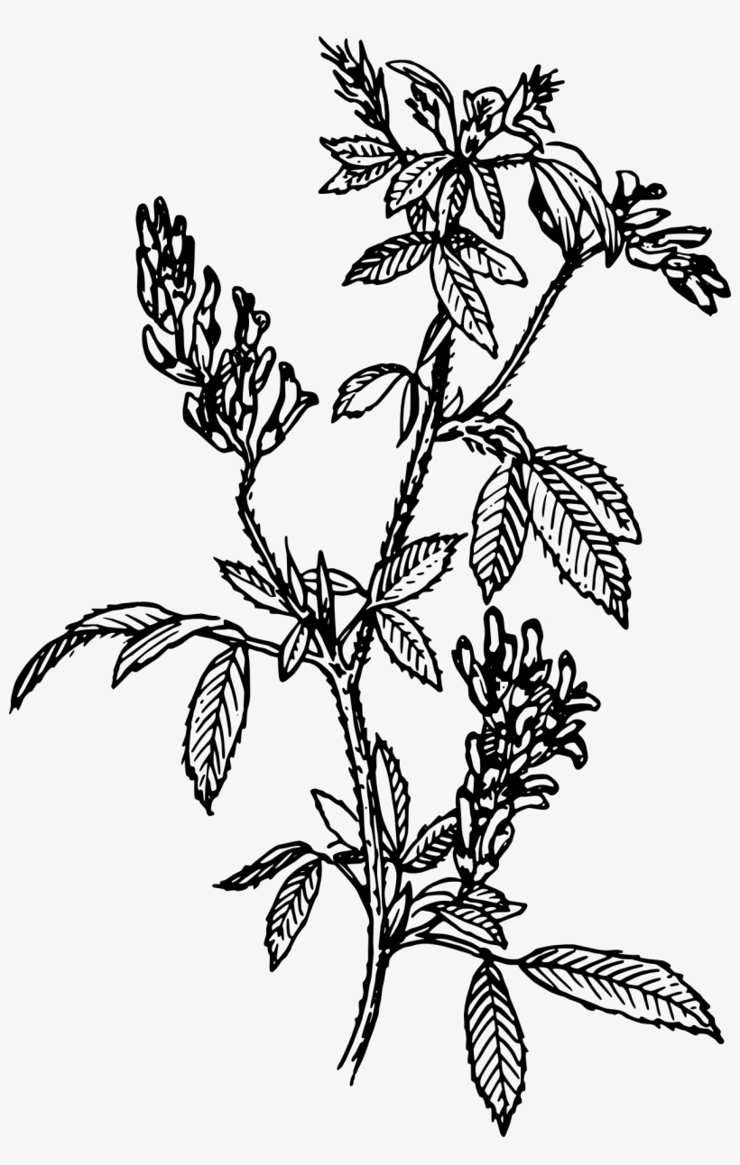 Alfalfa Shrub Bush Flower Branches - Mint Clip Art Black And White, transparent png download