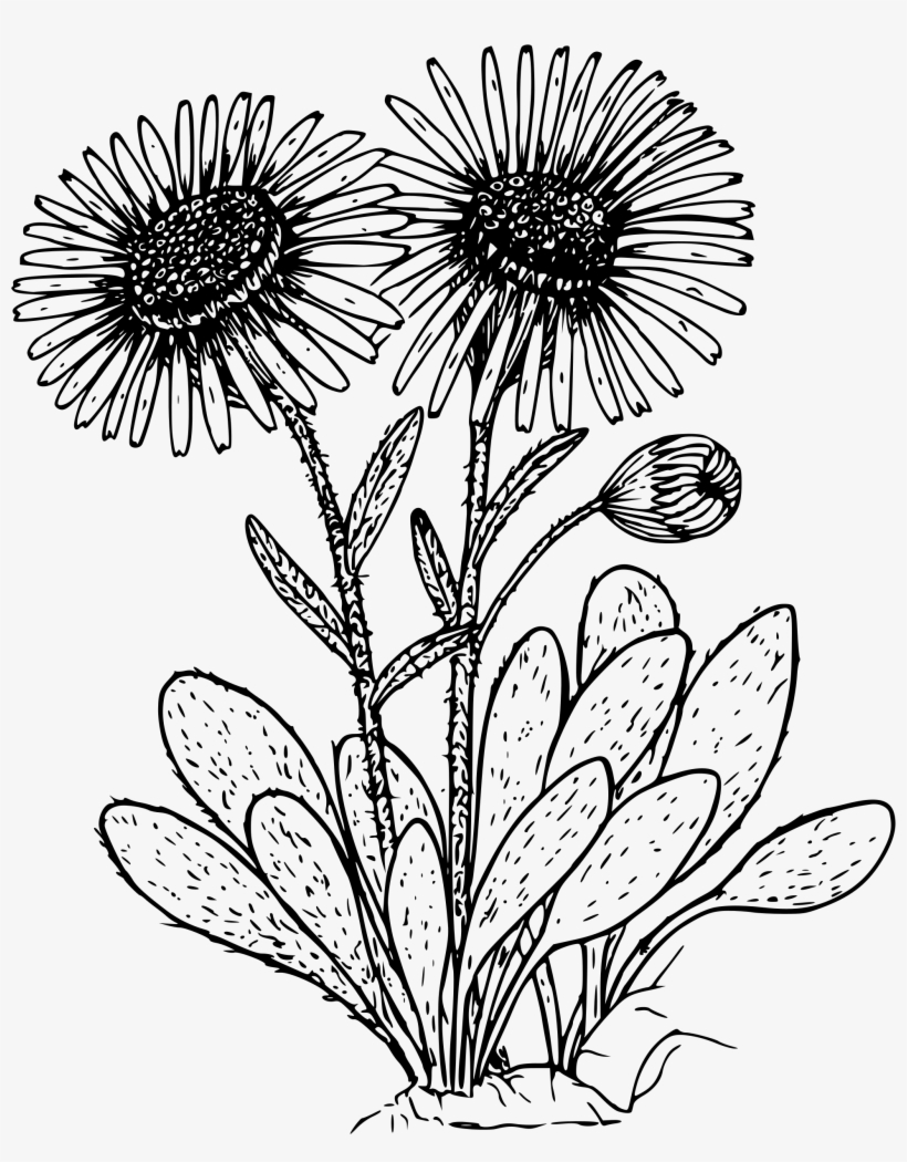 This Free Icons Png Design Of Kern Daisy, transparent png download