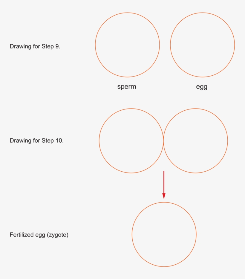 Activities And Answer Keys - Circle, transparent png download