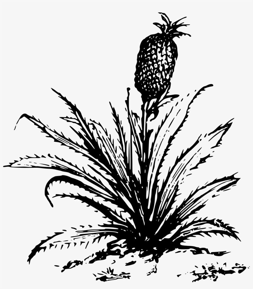 Pineapple Clipart Pineapple Tree - Big Plants Clip Art Black And White, transparent png download