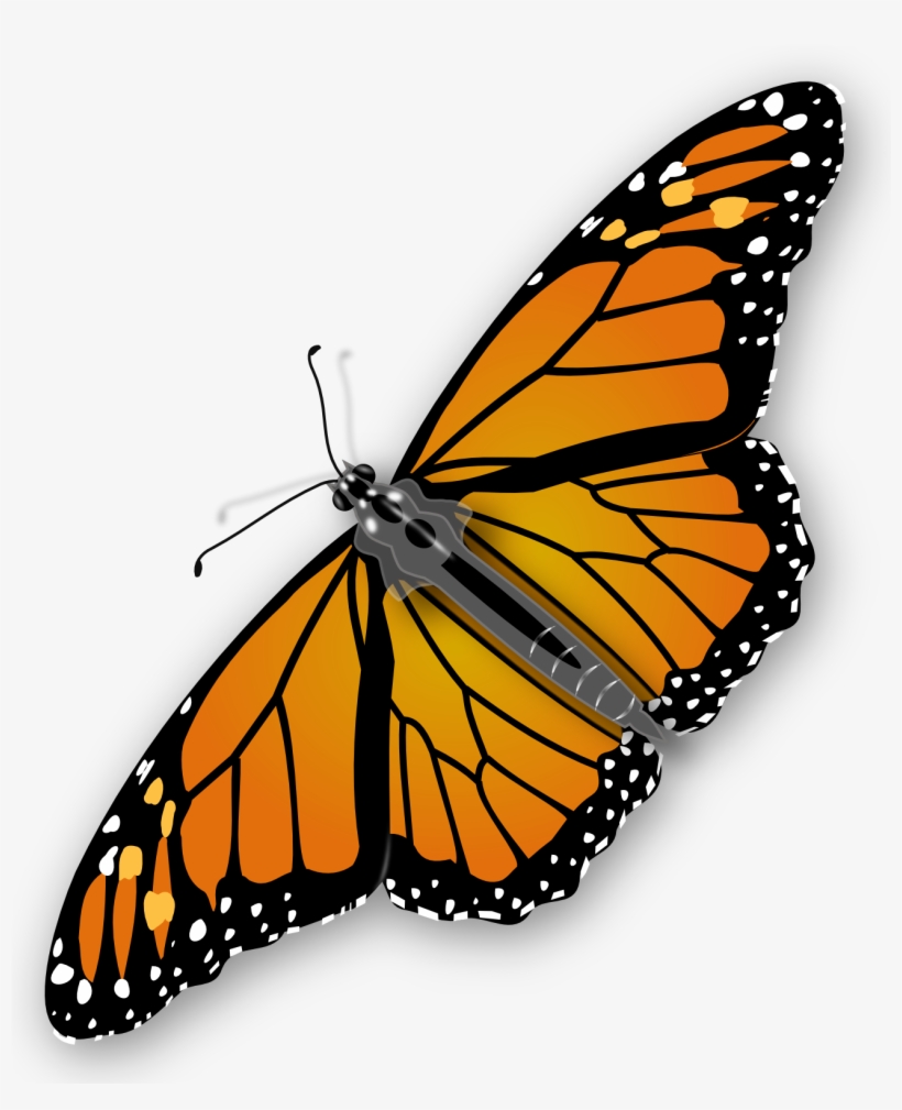 Butterfly Png, transparent png download