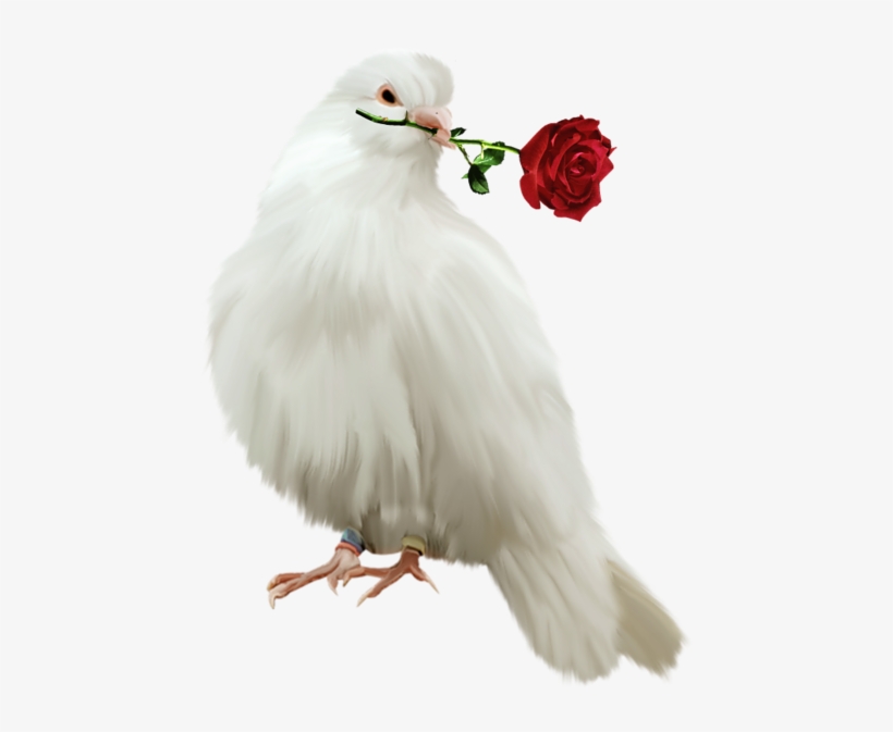 Dove Png Images Library - Suman I Love You, transparent png download