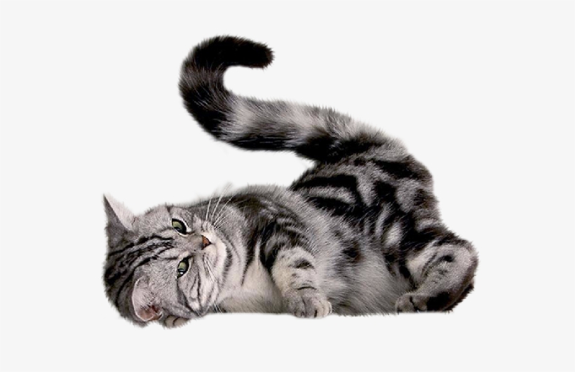 Cat Cuty Png Photo - Cat Scratch Mat With Sisal Mouse, transparent png download
