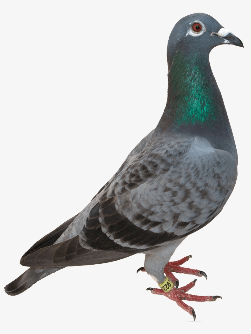 Pigeon Green Head - Opal Pigeons, transparent png download