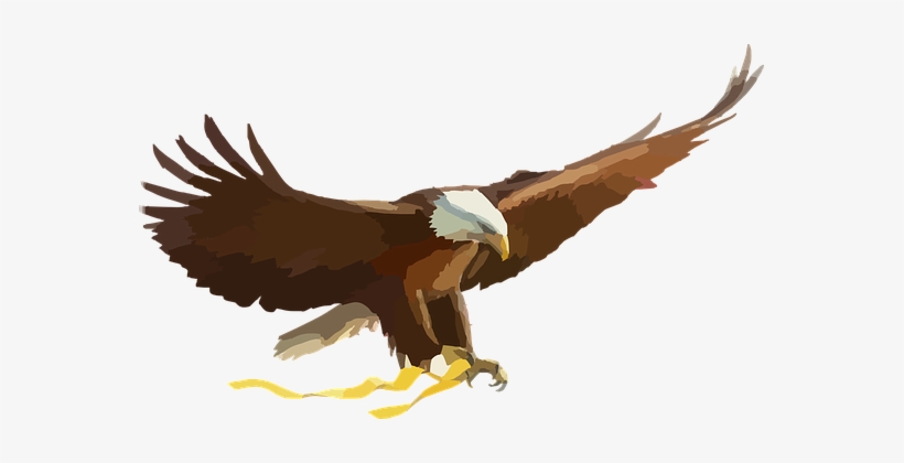 Bald Eagle Eagle Bird Of Prey Raptor Flyin - Eagle Clipart Png, transparent png download