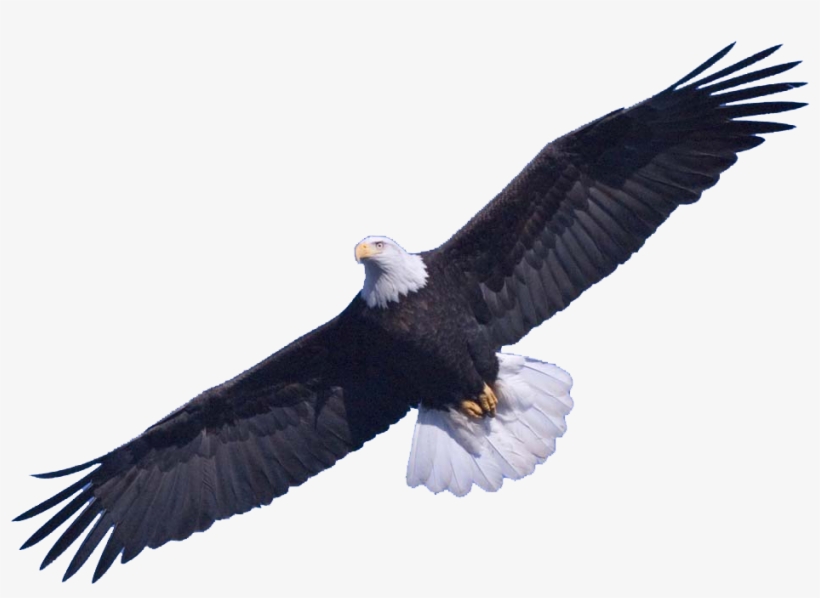 Bald Eagle Free Download Png - Bald Eagle Png, transparent png download