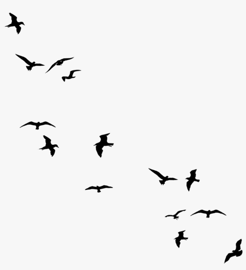 Black Flying Birds By Jassy2012 On Clipart Library - Black And White Birds Png, transparent png download