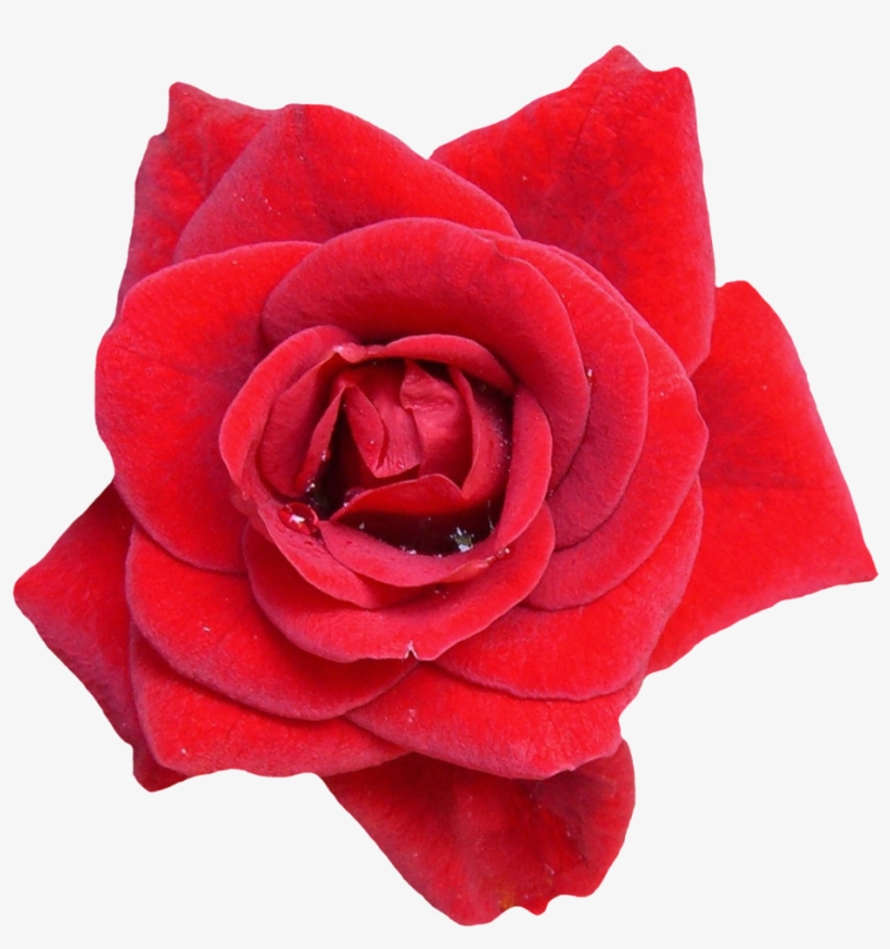 Free Red Rose Flower Png Image - Transparent Transparent Background Flowers Png, transparent png download