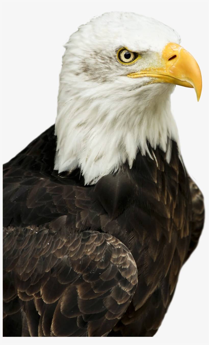 Eagle Png Transparent Image - Bald Eagle Png Transparent PNG Image |  Transparent PNG Free Download on SeekPNG