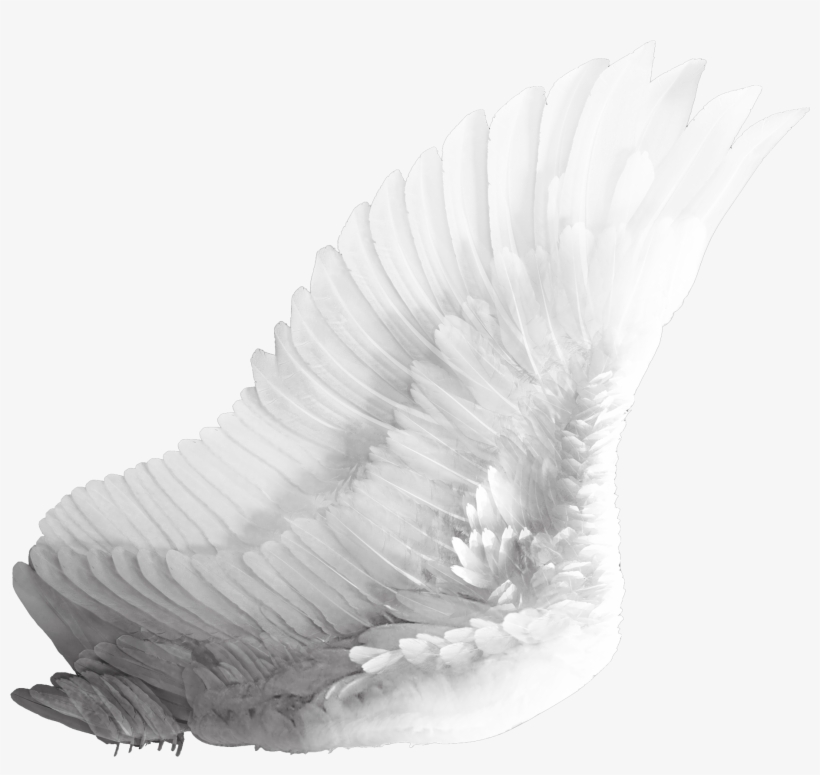 Wings Png, transparent png download