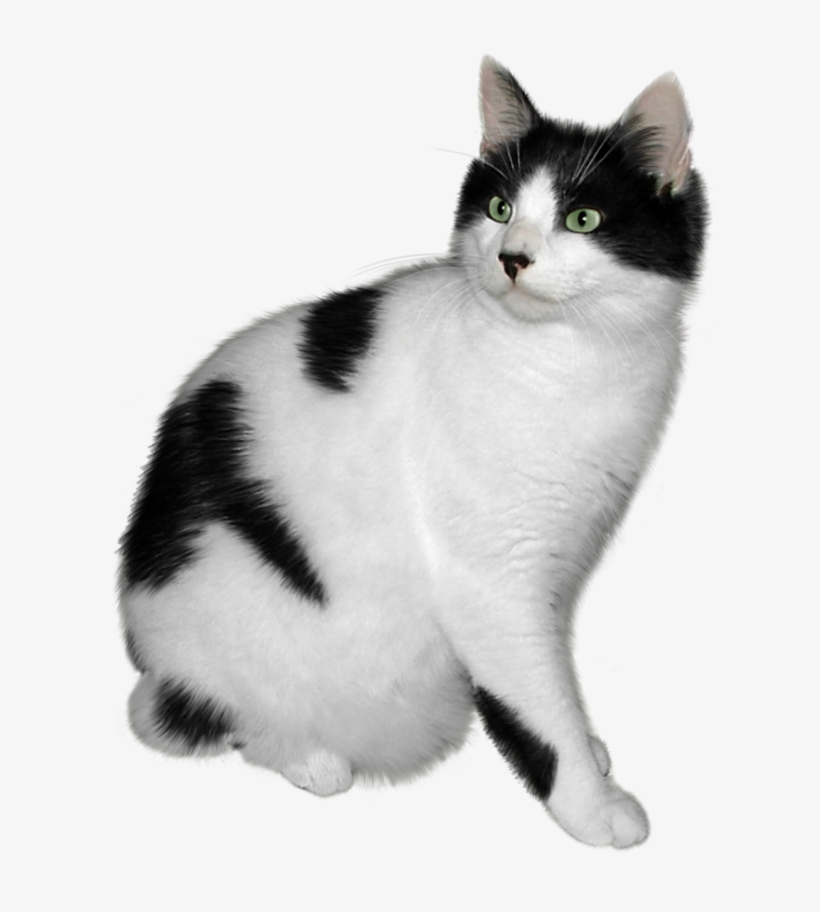 Cat Png - Transparent Clipart Black And White Cats, transparent png download