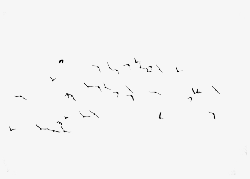 Download Png Image Report - Flock, transparent png download