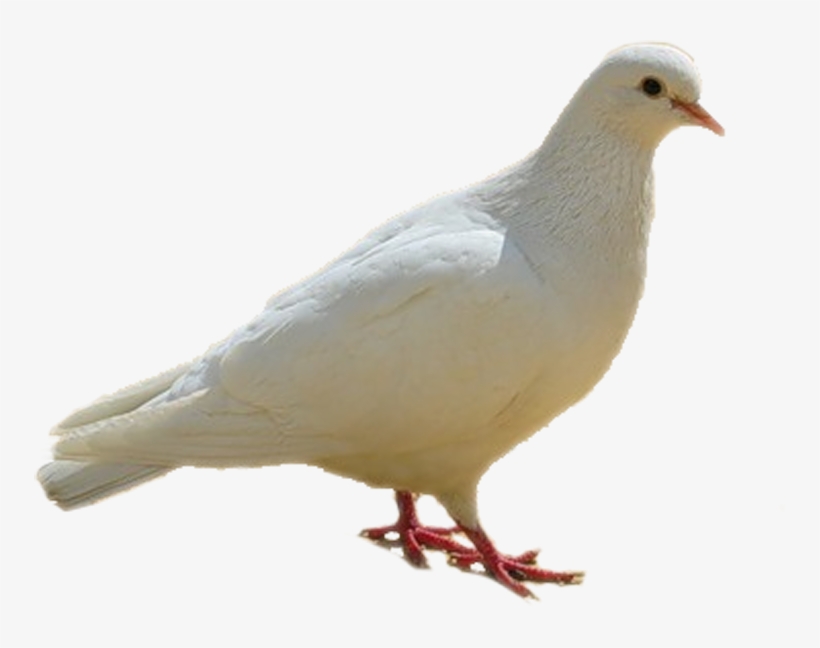Dove, Birds, White Png - Columba Bird, transparent png download