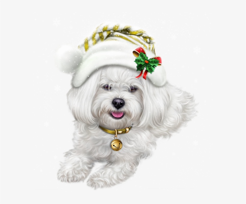 Jpg Library Stock Chiens Dog Puppies Wallpapers Clippart - Maltese Dog, transparent png download