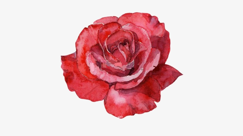 Red Rose Watercolor - Rose Water Color@seekpng.com