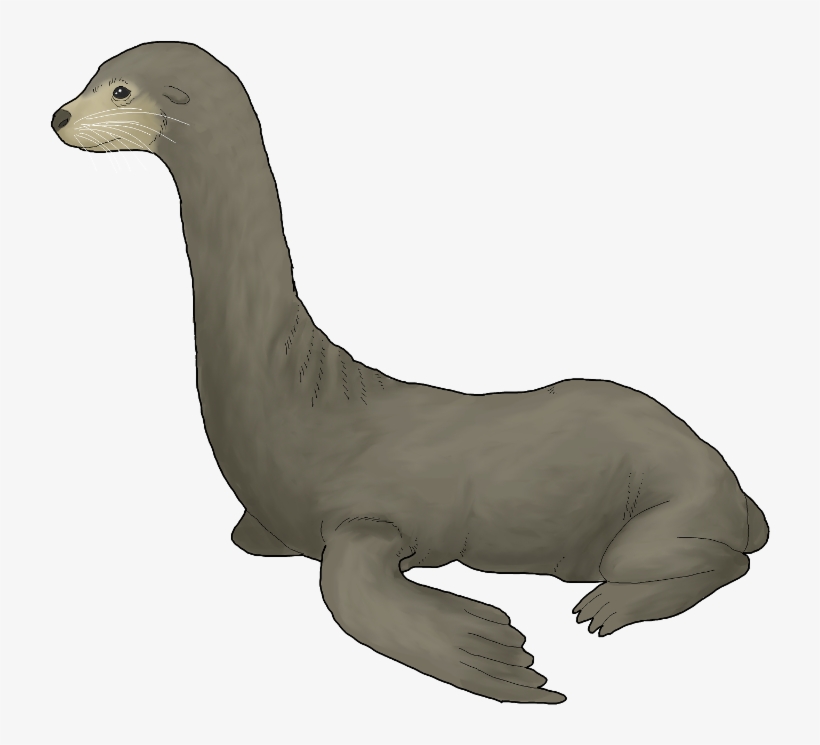 Female Longnecked Sea Lion - Long Necked Sea Lion, transparent png download