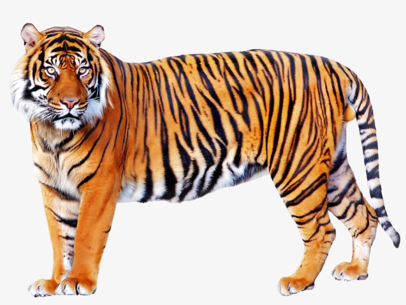 Tiger - Tiger Png, transparent png download